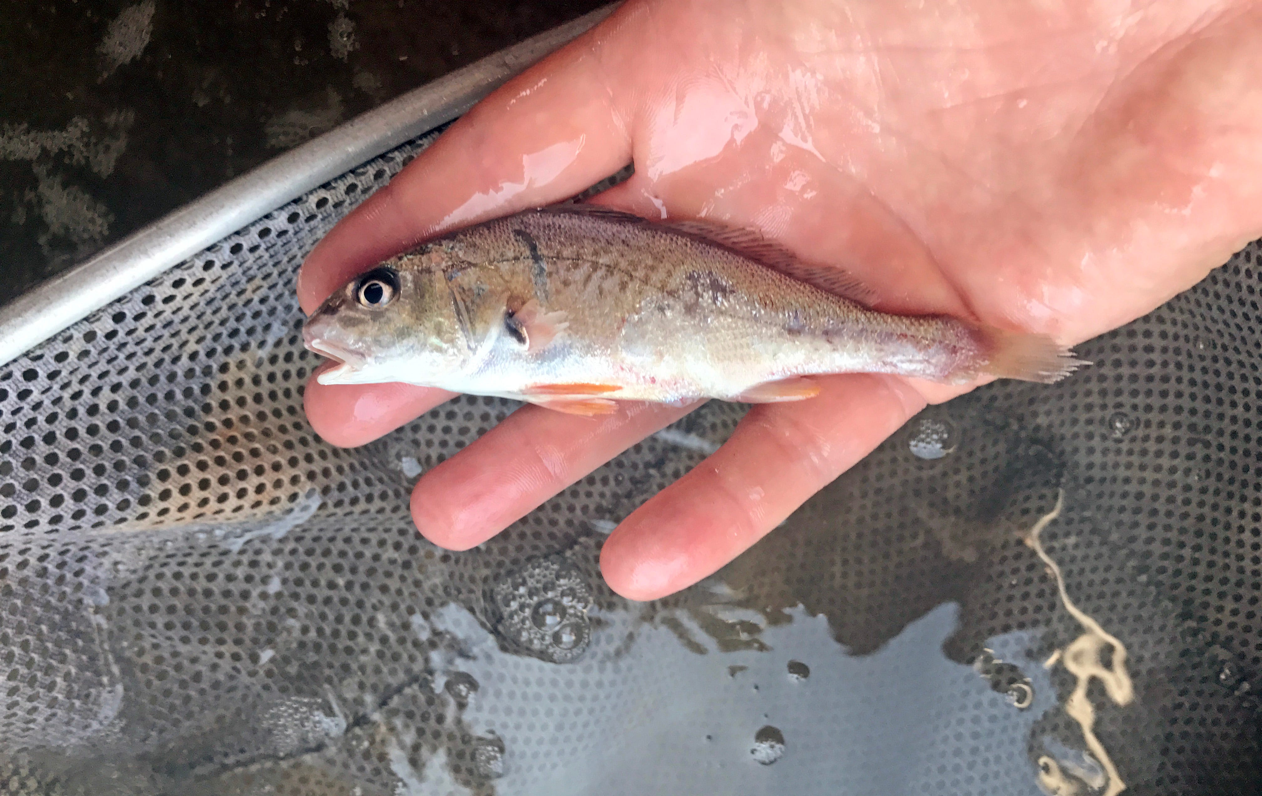 Croaker bait